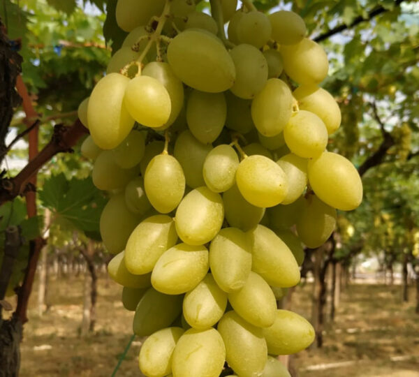 Azienda Agricola Blasi