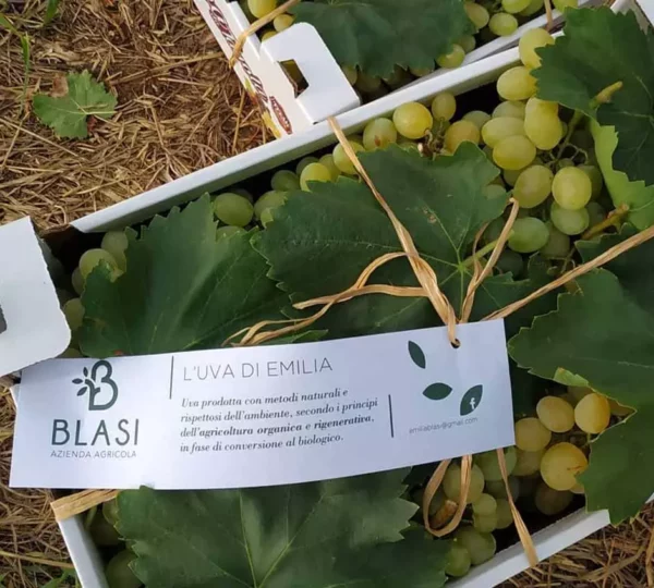 Azienda Agricola Blasi