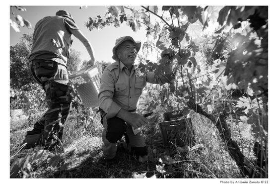 Cantina Oreste Tombolini – Brandisio il Primitivo dell’Ammiraglio