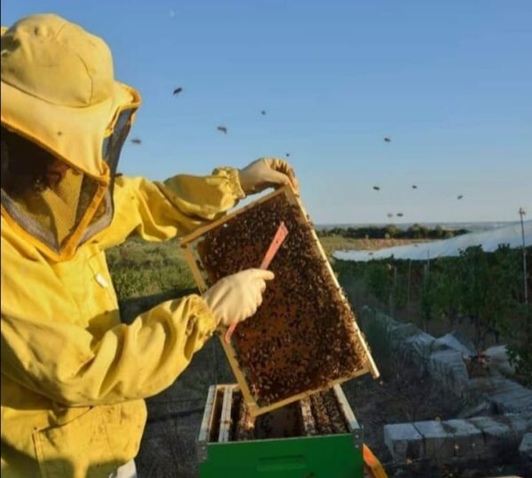 Azienda Apistica Le Api di Gemma